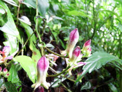 Image of Tricyrtis lasiocarpa Matsum.