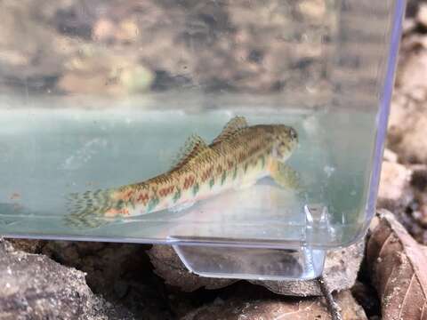 Image de Etheostoma tallapoosae Suttkus & Etnier 1991