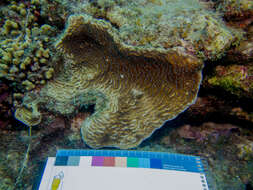 Image of Lamarck´s sheet coral