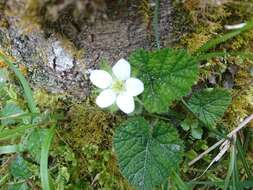 Image of Rubus pectinellus Maxim.