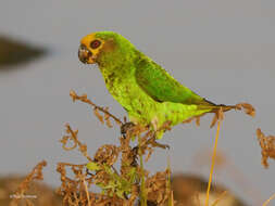 Image of Yellow-fronted Parrot