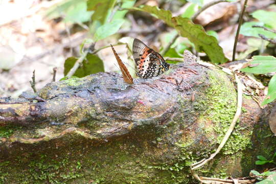 Imagem de Charaxes zingha Stoll 1780