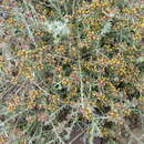 Image of Helichrysum asperum var. albidulum (DC.) Hilliard