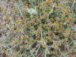 Image of Helichrysum asperum var. albidulum (DC.) Hilliard