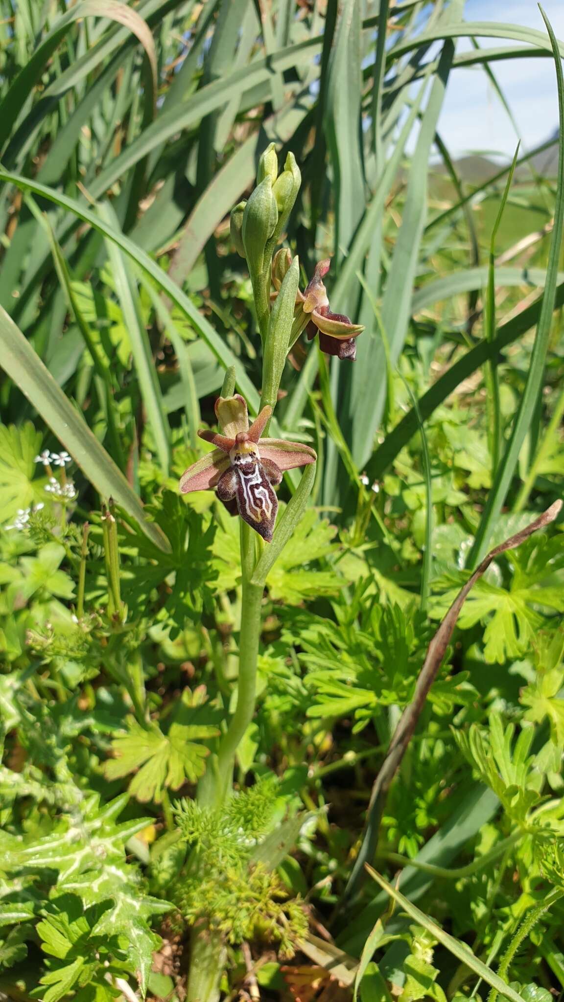 Image of Ophrys cretica subsp. ariadnae (Paulus) H. Kretzschmar