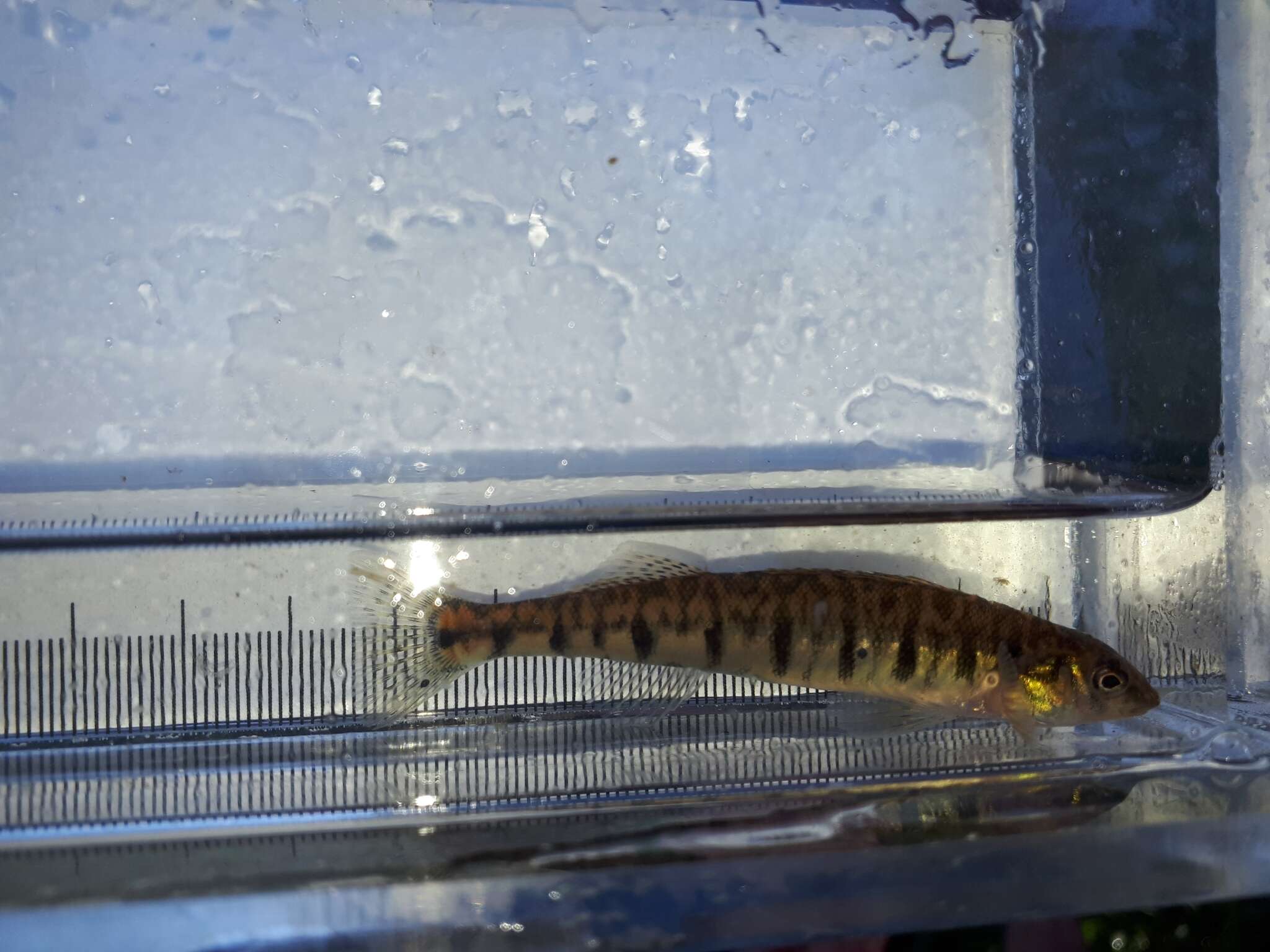 Image of Logperch