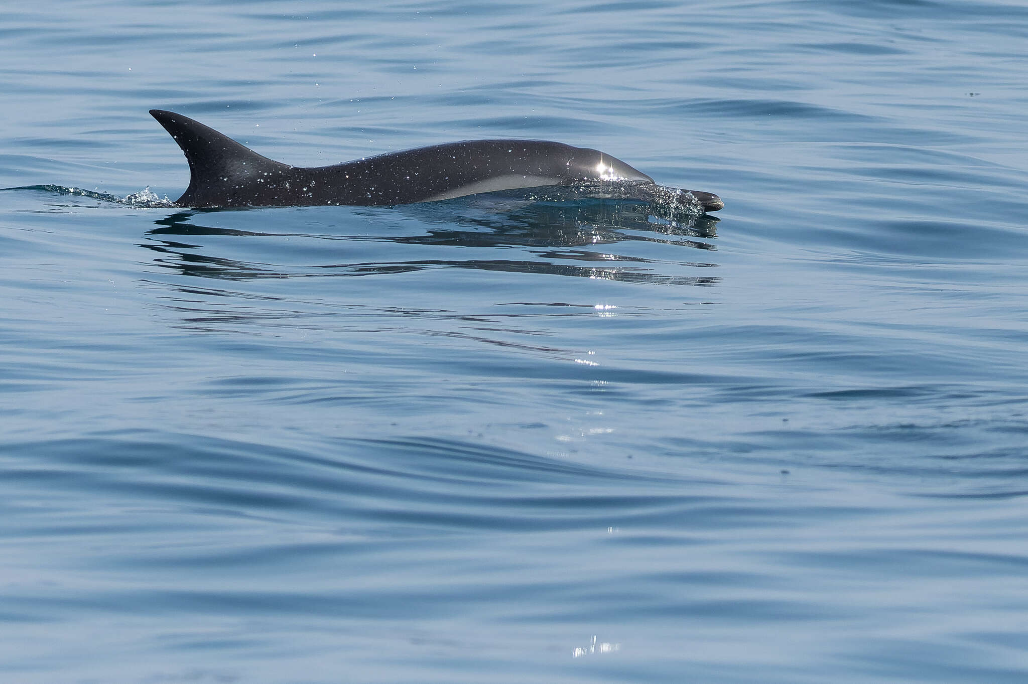 Image of Indian long-nosed dolphin