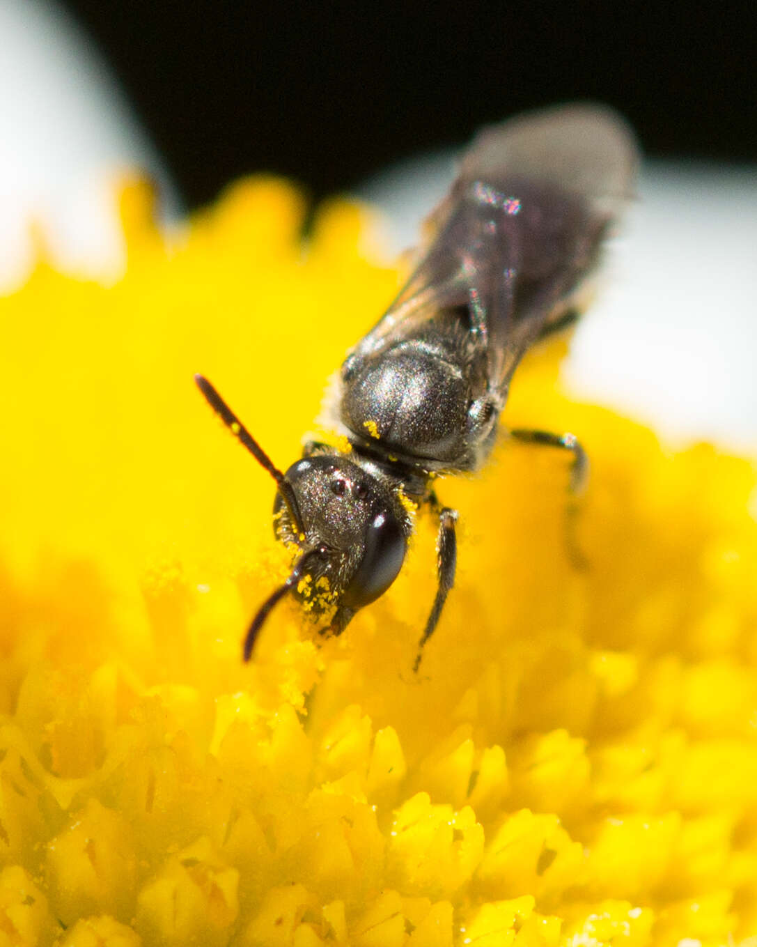 Lasioglossum sordidum (Smith 1853)的圖片