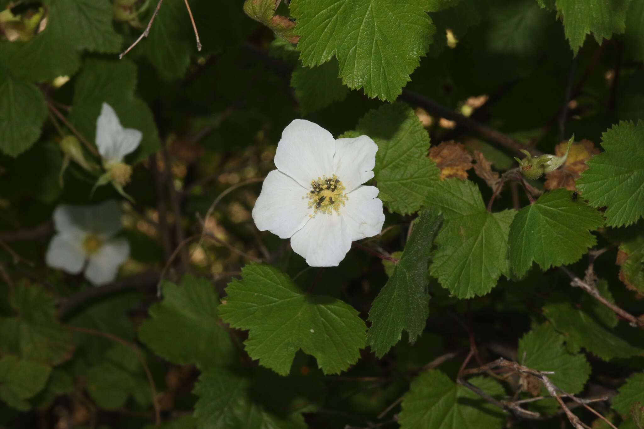 Image de Rubus neomexicanus A. Gray