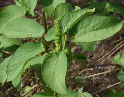 Imagem de Acalypha persimilis Müll. Arg.