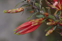 Image of <i>Lambertia <i>multiflora</i></i> var. multiflora