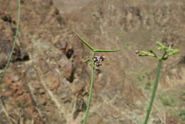 Image of Periploca aphylla Decne.