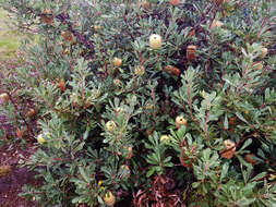 Sivun Banksia ornata F. Müll. ex Meissn. kuva