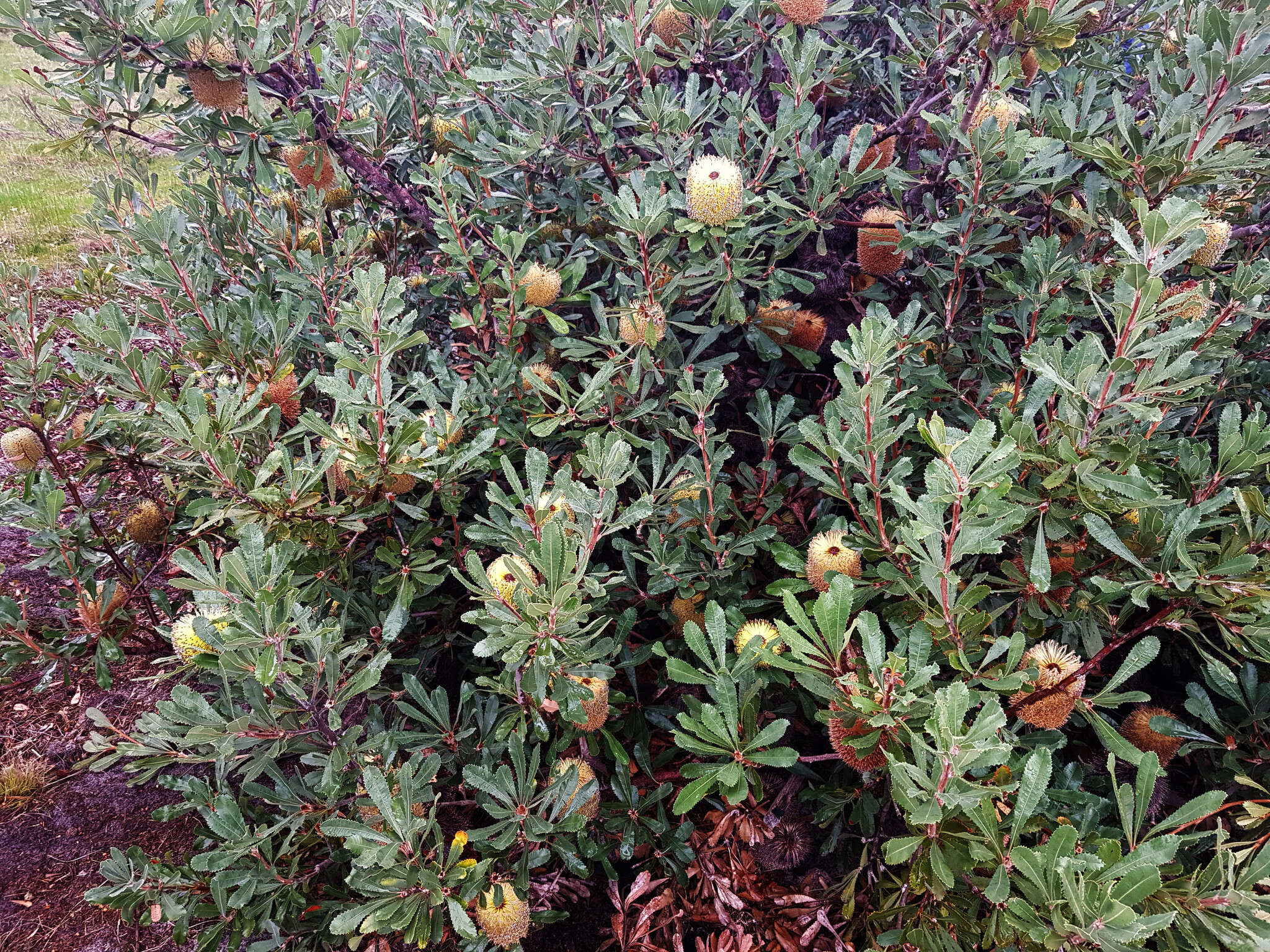 Sivun Banksia ornata F. Müll. ex Meissn. kuva