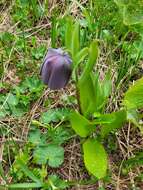 Image of Fritillaria latifolia Willd.