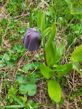 Image of Fritillaria latifolia Willd.