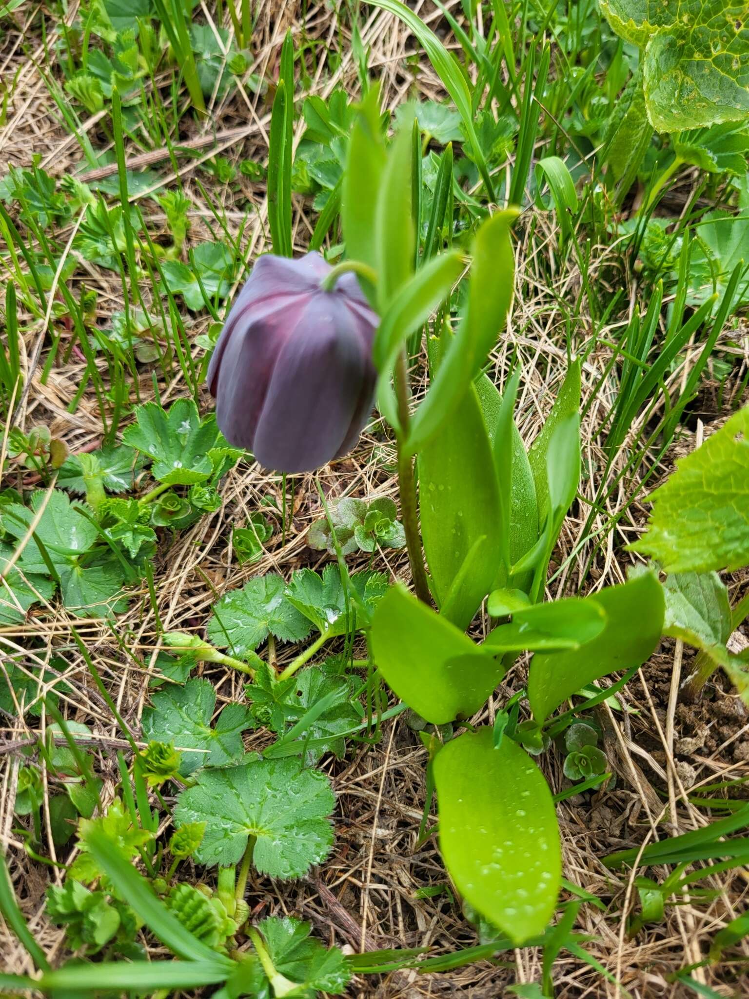 Image of Fritillaria latifolia Willd.