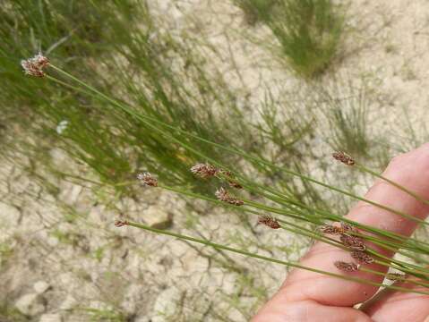 Image of Limestone Spike-Rush