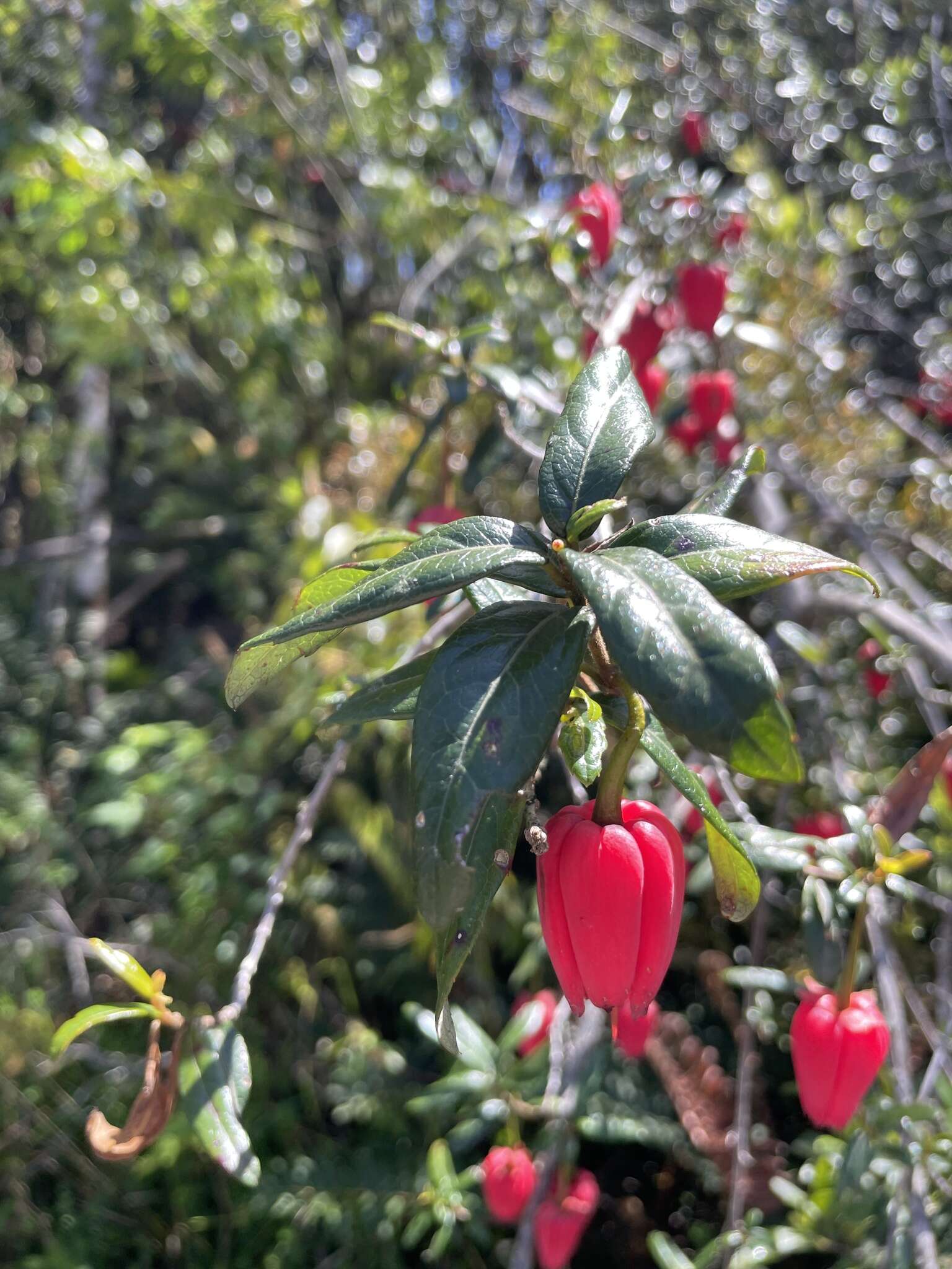 Image of Chilean Lantern Tree