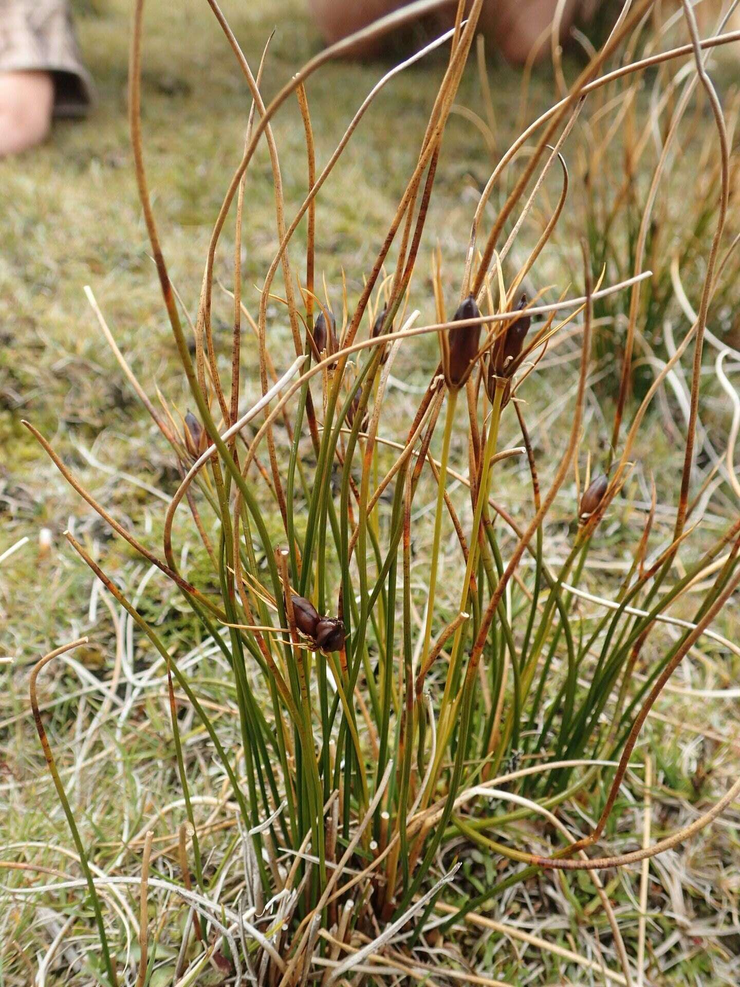 Слика од Marsippospermum gracile (Hook. fil.) Buch.