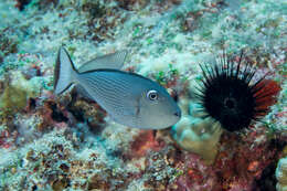 Image of Gilded triggerfish