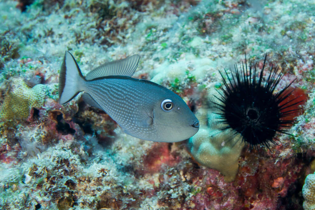 Image of Gilded triggerfish