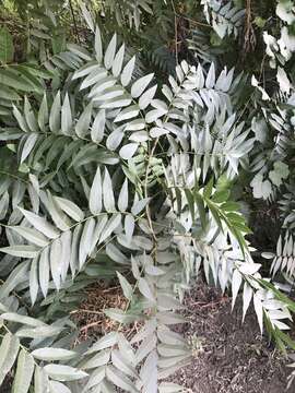 Image of Northern California walnut