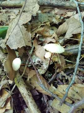 Image of Marasmius delectans Morgan 1905