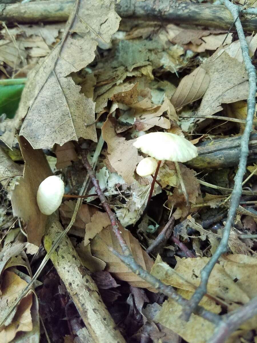 Imagem de Marasmius delectans Morgan 1905