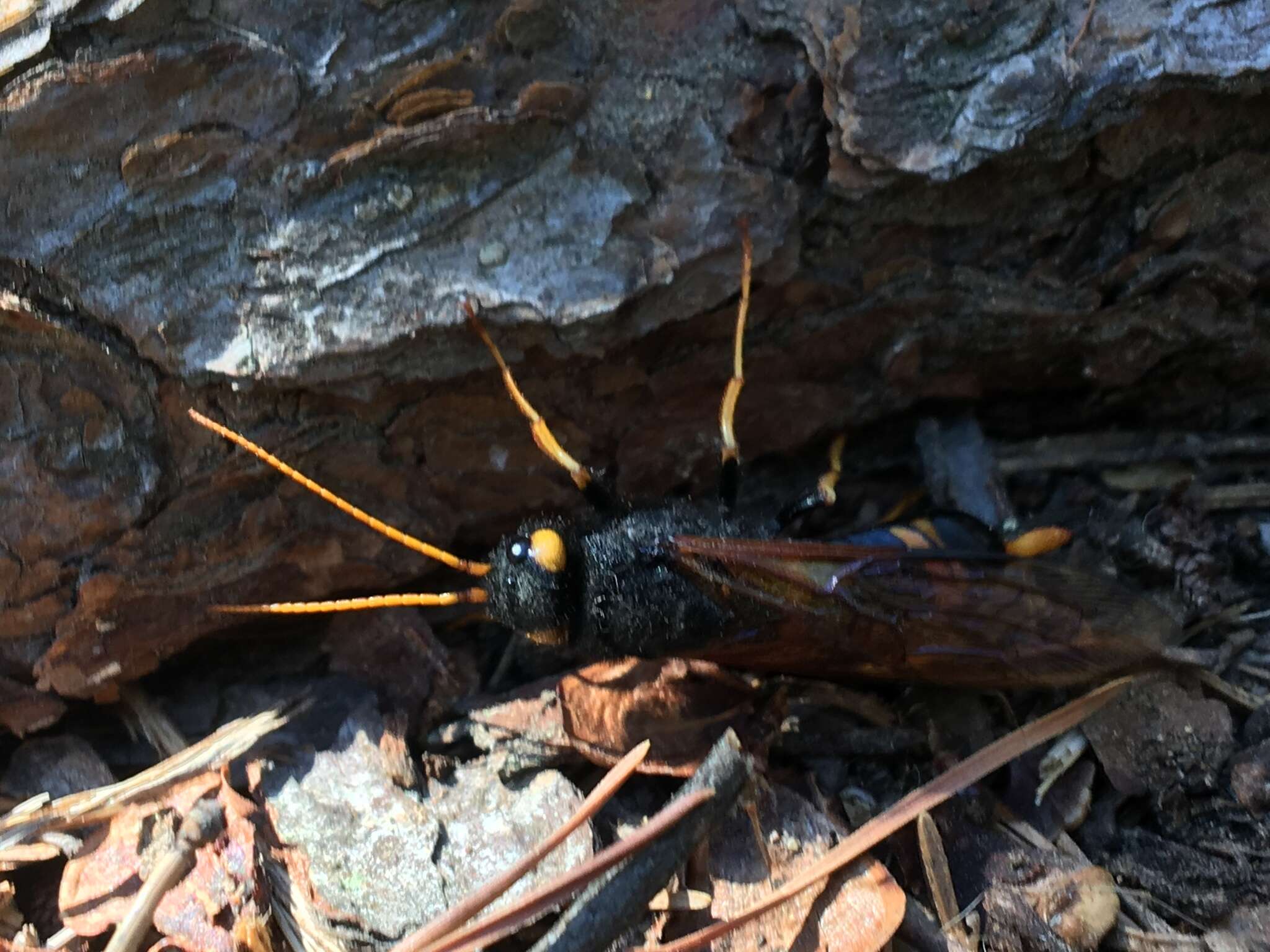 Image of <i>Urocerus flavicornis</i>