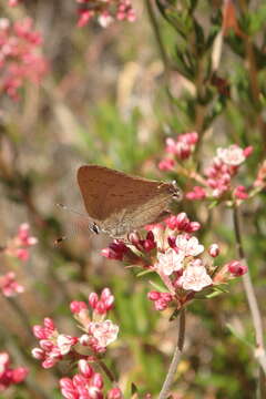 Image of Gold-hunters Hairstreak