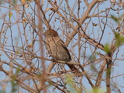 Imagem de Knipolegus striaticeps (d'Orbigny & Lafresnaye 1837)