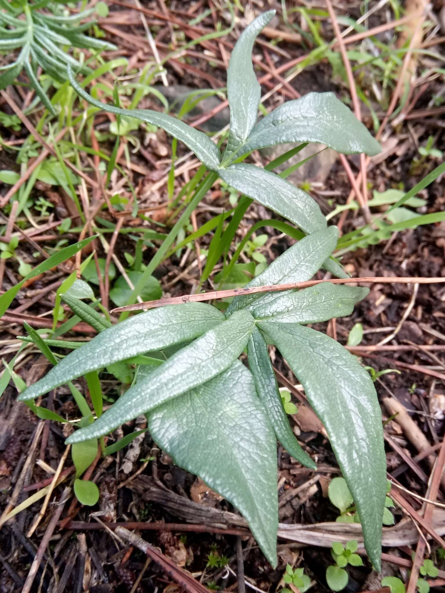 Image of Thapsia garganica L.