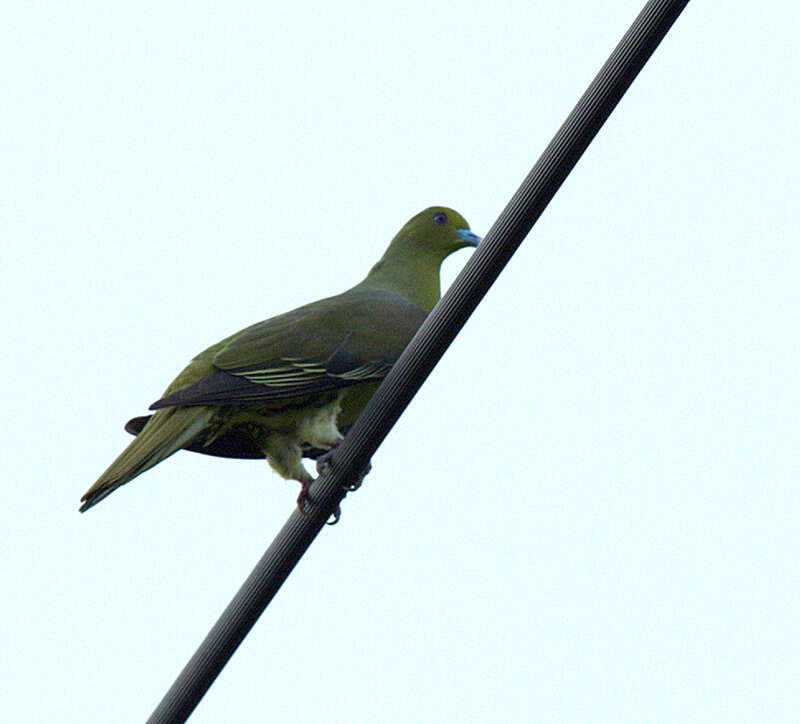 Image of Treron formosae medioximus (Bangs 1901)