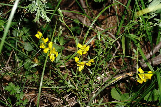 Image of Genista depressa M. Bieb.