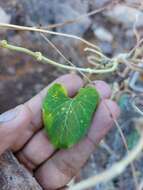 Image of Sonoran milkvine