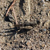 Image of Trimerotropis occidentiloides Rentz, D. C. F. & Weissman 1981