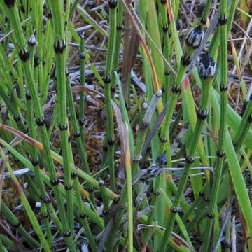 Image of variegated horsetail