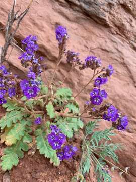 Image of harlequin phacelia