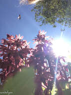 Image of hooded coralroot