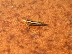 Graphocephala lucasii (Signoret 1855)的圖片