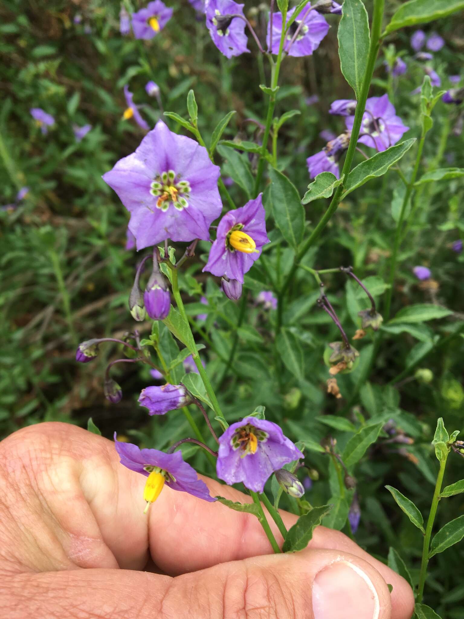 Image of Parish's nightshade