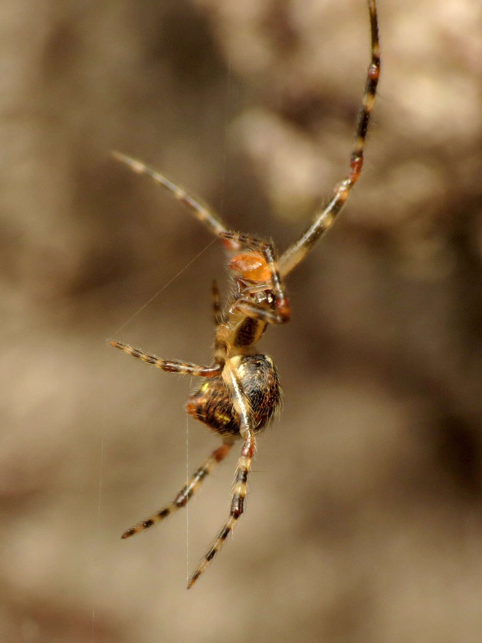 Image of Theridion zantholabio Urquhart 1886