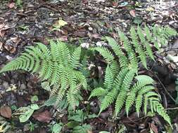 Image of Autumn fern