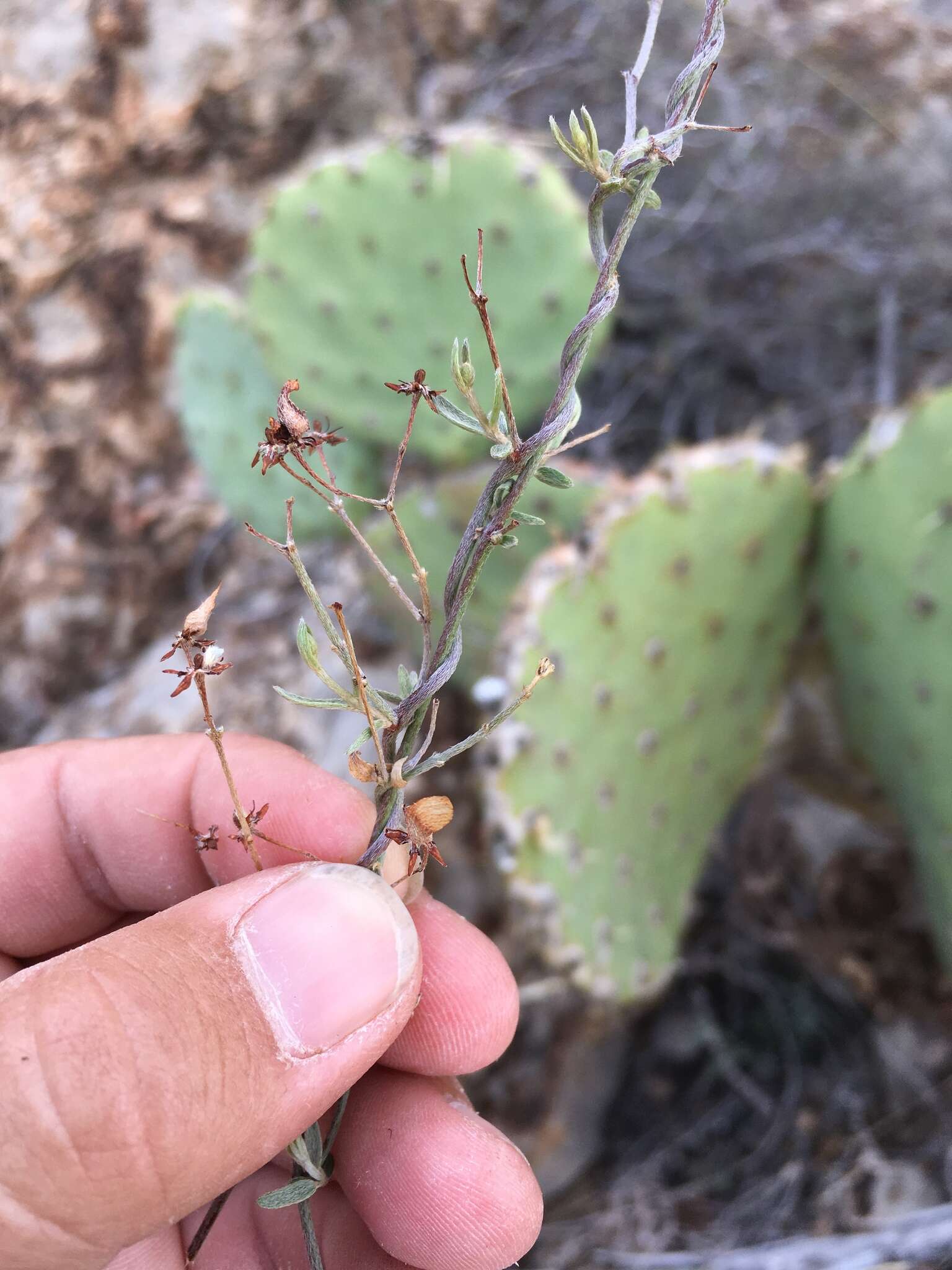 Слика од Cottsia gracilis (A. Gray) W. R. Anderson & C. Davis