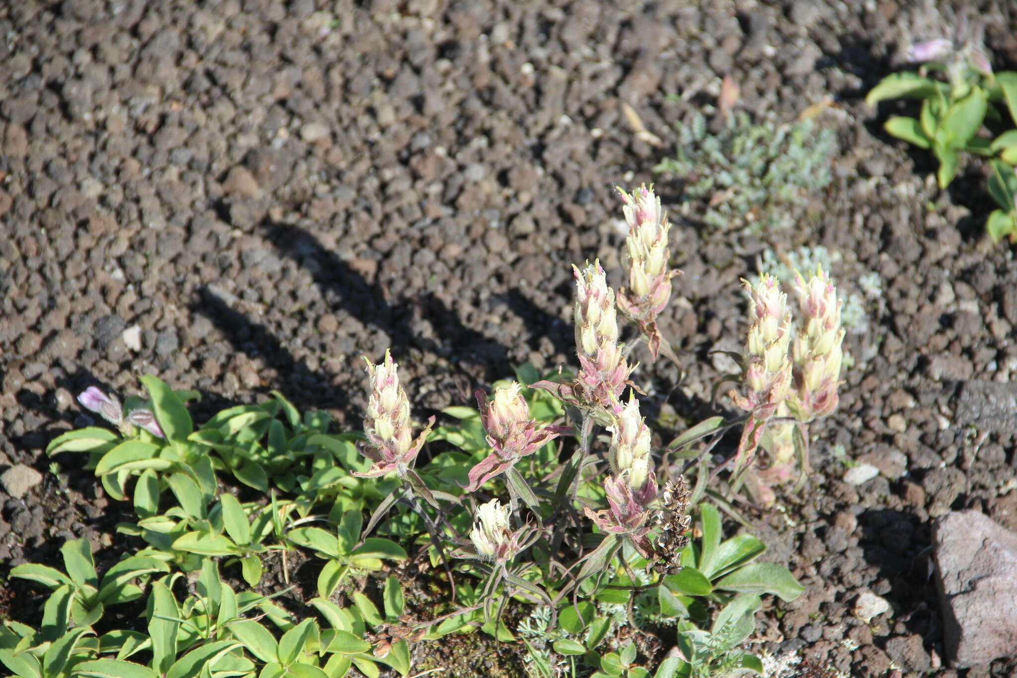 Image of Castilleja pallida subsp. pavlovii (Rebr.) A. & D. Löve