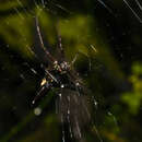 صورة Micrathena pilaton Levi 1985