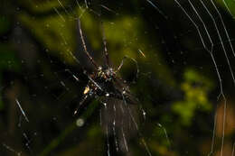 صورة Micrathena pilaton Levi 1985