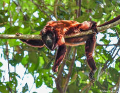 Image of Colombian Red Howler Monkey