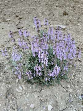 Image of Hoary Salvia